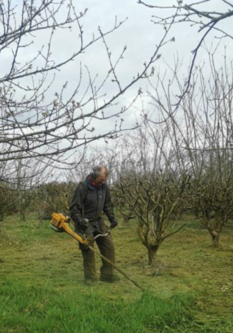 Taille à Curciat-Dongalon