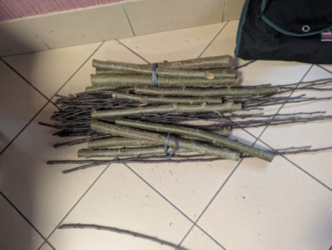 Initiation à la greffe